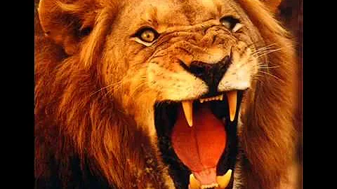 Lion Roar Sound Effect