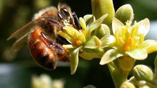 Ecosystem services | Wikipedia audio article