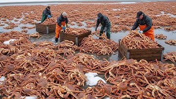 Khám Phá Cách Ngư Dân Đánh Bắt Hàng Trăm Tấn Cua Mỗi Năm Với Những Phương Pháp Vô Cùng Đặc Biệt