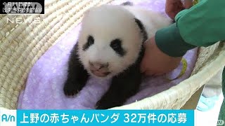 赤ちゃんパンダの名前応募に32万件　9月下旬に発表(17/08/17)