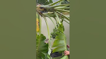 Cách nhanh nhất để thu hoạch một buồng chuối