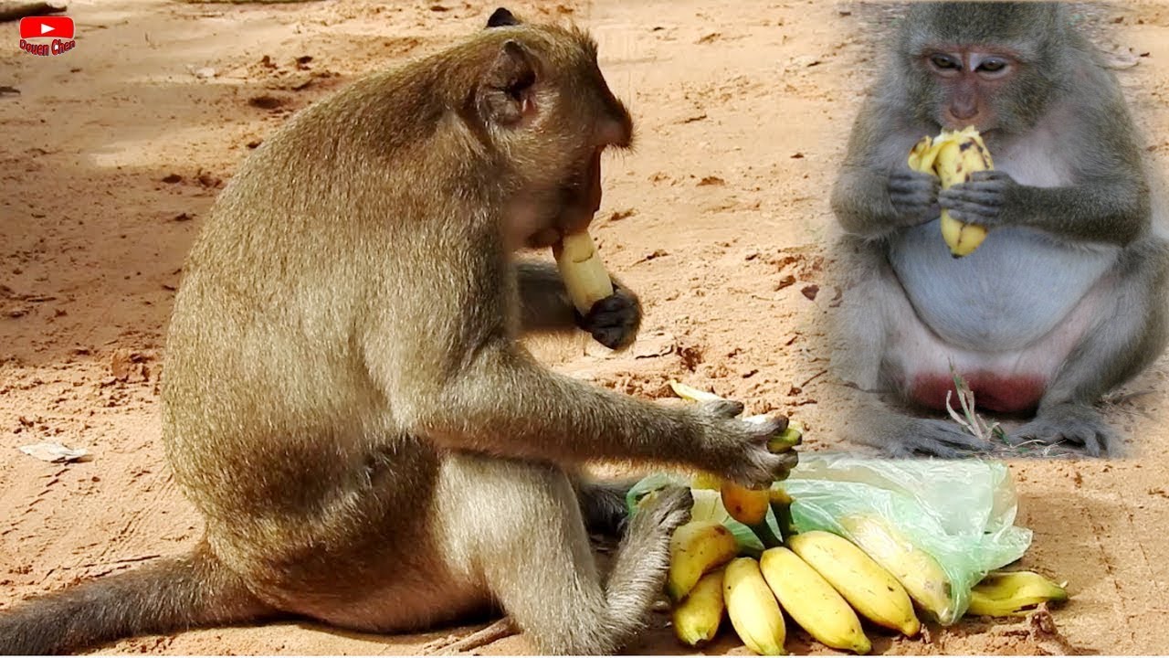 What is he eating on the Street?,monkeys banana,Funny Monkeys in ...