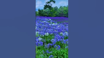 ايات خاشعة من سورة القلم للقاريء ماهر المعيقلي #اكسبلور #المصحف #flowers #لايك #قران_كريم