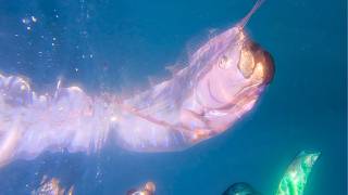 Scuba Diver Swims Alongside "Doomsday" Oarfish