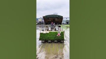 paddy transplanting machine 😈 #shorts #youtubeshorts #trending #viralshorts #ytshorts