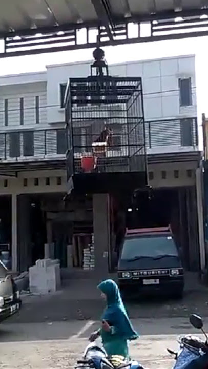 Suara burung poksay kuda ( Garrulax ruffiforns ) Gacor