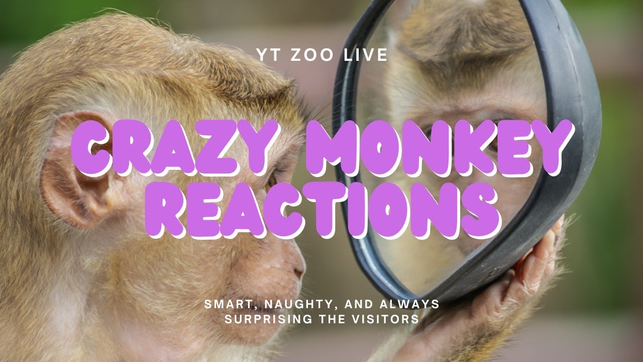 You can't help but smile watching these playful primates | サルたちの遊び心に癒される 😄