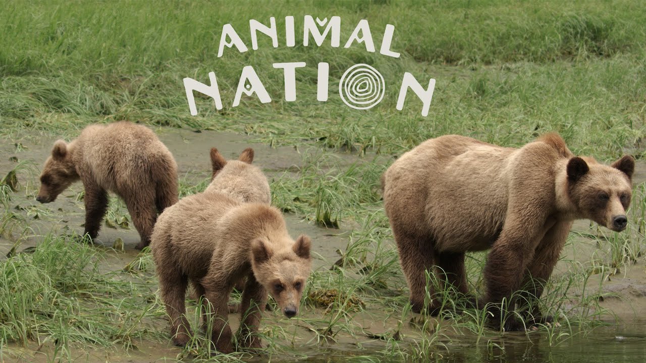 Animal Nation: Bear (trailer)