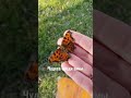 середина зимы 21.01.23 летают бабочки