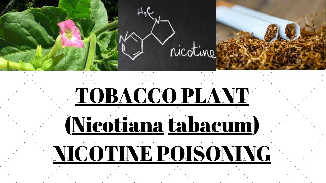 Tobacoo (Nicotiana Tabacum) | Nicotine poisoning