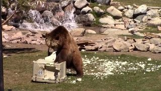 Companies pay to have bears test durability of product