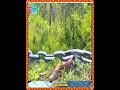 Amazing ‼️😱 #komatsu #alatberat #reaction 