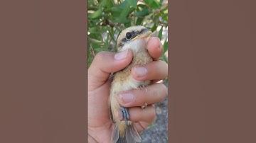 Penangkapan anakan burung cendet sedang terbang karam #shorts
