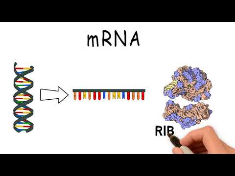 Video: Rozdíl Mezi RNA A MRNA