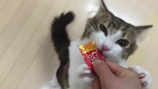 churu cat snack