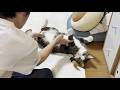何度も息子に転がされにやって来る猫