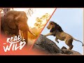 A Detailed Look Into Predators, Prey & Wildlife | Botswana Wild Kingdom | Real Wild