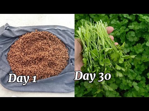 Video: Vietnamesisk koriander vs. Cilantro - Tips om dyrking av vietnamesisk Cilantro i hager