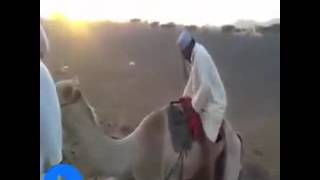 Arap usulü hayvani şakalar Resimi