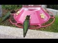 Hundreds of Hummingbirds at Bird Feeder! (in HD)