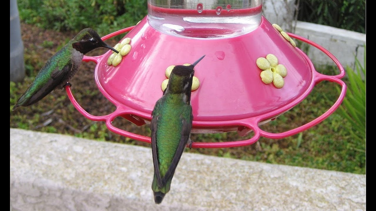 What Time Of Day Do Hummingbirds Feed Bird Feeder Hub What Time Of Day Do Hummingbirds Feed