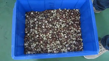 Sorting Macadamia Kernel and shell by ANGELON COLOR SORTER (coco@angelon.com.cn)
