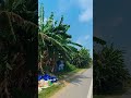 Nature View    #shots #nature #youtubeshorts #video