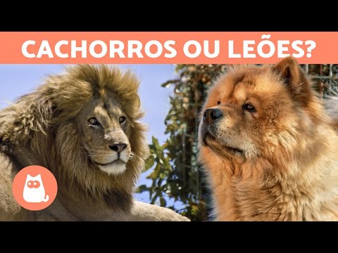 Vídeo: Sete cães que parecem leões