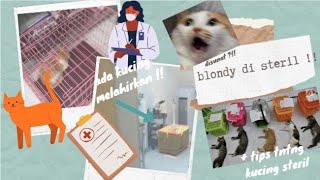 Blondy Disunat- Steril Kucingqna Steril Kucing