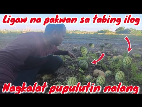 Mga ligaw na pakwan sa tabing ilog nagkalat ang dami grabe
