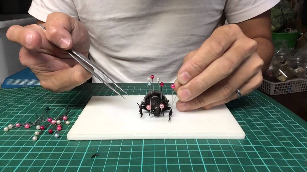 熱血阿傑 生態獨角仙標本製作 熱血阿傑親自教學 基本法allomyrina Dichotomus Beetle Specimens Make Youtube