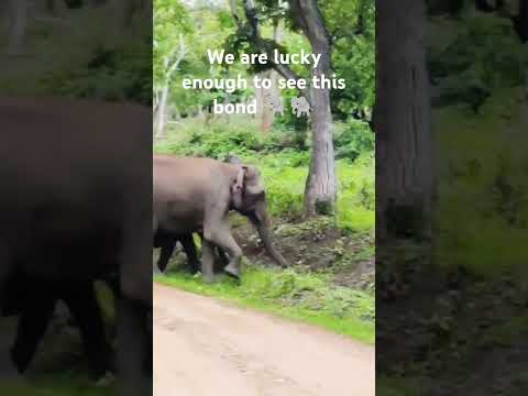 Mother love is peace 🐘🐘#momlovestatus #wildlife #elephantvideo #elephant