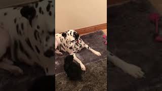 Tiny Shih Tzu Puppy Plays With Big Dalmatian! *VERY CUTE* *FUNNY*