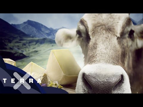 Video: Wer hat den Käse erfunden?