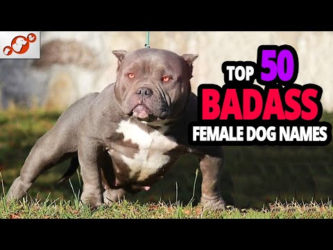 वीडियो: 50 फैशन-प्रेरित कुत्ते के नाम