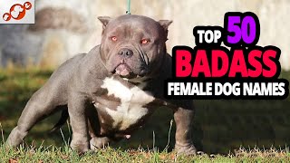 🐕 TOP 50 Badass Dog Names For Female!