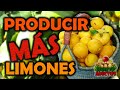 Trucos para Producir más Limones 🍋 Cuidar Limoneros y Fertilizante de Potasio || Huerto Adictos