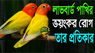 লাভবার্ড পাখির রোগ ও তার প্রতিকার || Diseases of love birds and their remedies || লাভবার্ড পাখি পালন