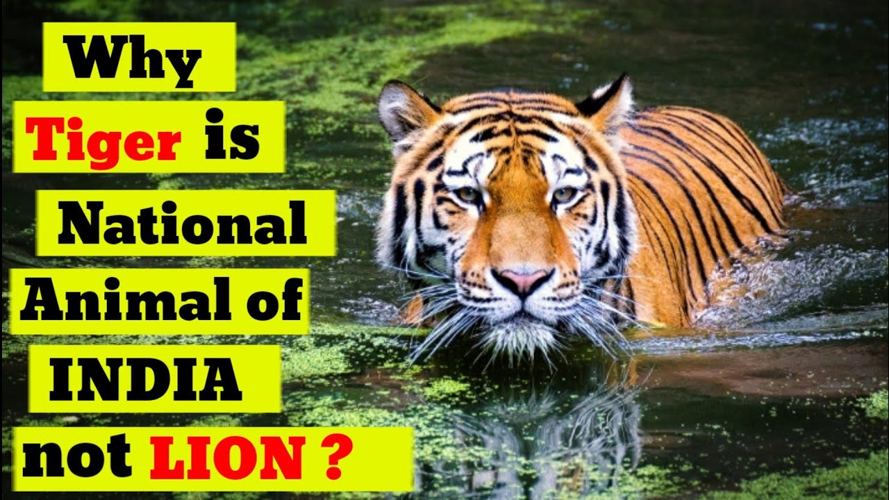 Why TIGER is national animal of India not LION ..? | AmAzinG AnYThinG |  #tiger #lion #hunting - YouTube