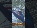 KINGFISHER WITH SOUND #kingfisher #kingfishersound #birds #birdslover #birdssongs
