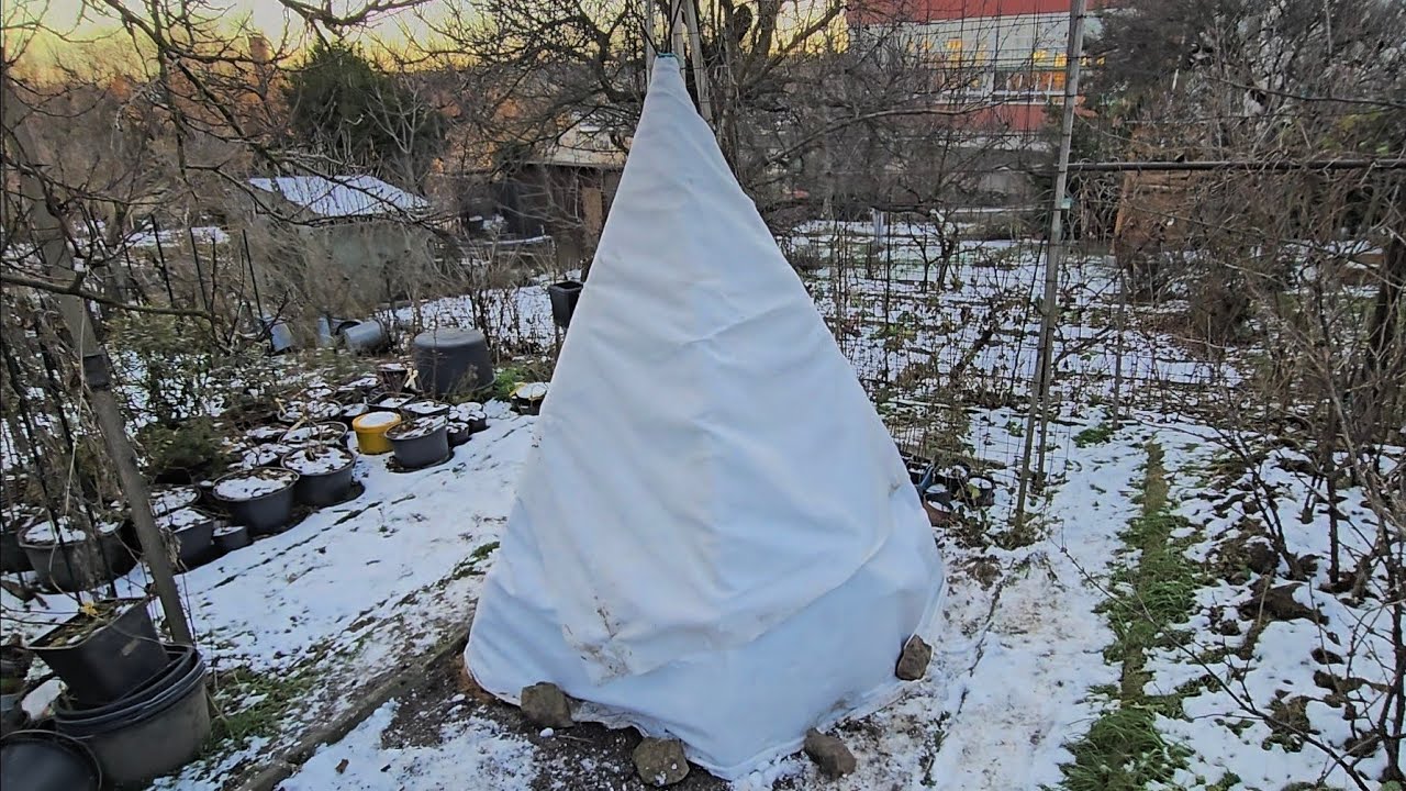 Ochrana stromů a keřů před mrazem - které a jak chráníme, odběr roubů