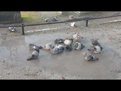Pidgeons taking a bath in a puddle of water