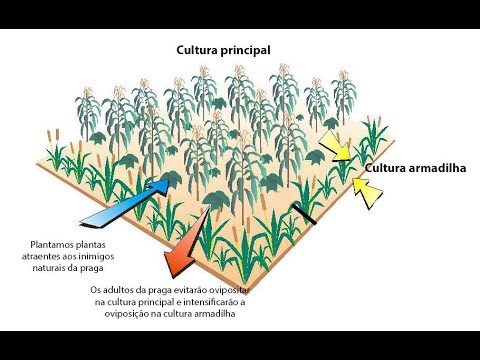 Vídeo: Quais são as vantagens e desvantagens do controle cultural de pragas?