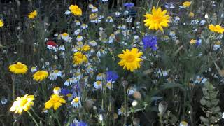 cornflowers and corn marigold