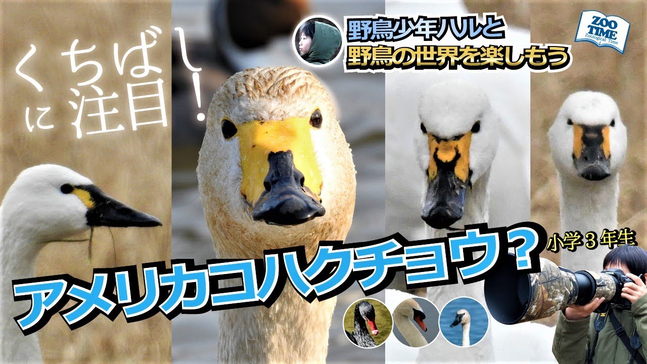 ㉒嘴で楽しむハクチョウ観察】亜種アメリカコハクチョウか！？河北潟