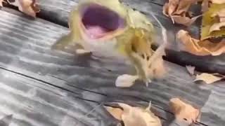 fat humongous slompy morbid huge bigass frog fucking dies