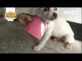 유기견에게 메시지를 달았더니 생긴 놀라운 일ㅣDog Hanging A Puzzling Message On His Neck