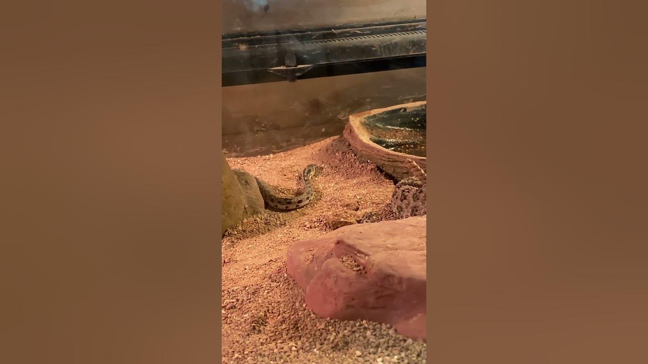 Boise reptile zoo YouTube