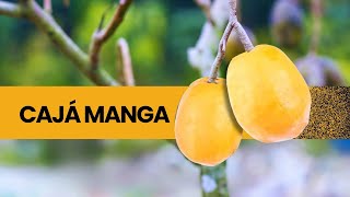 Cajá manga, um fruto com diversos benefícios para a saúde e a natureza! 