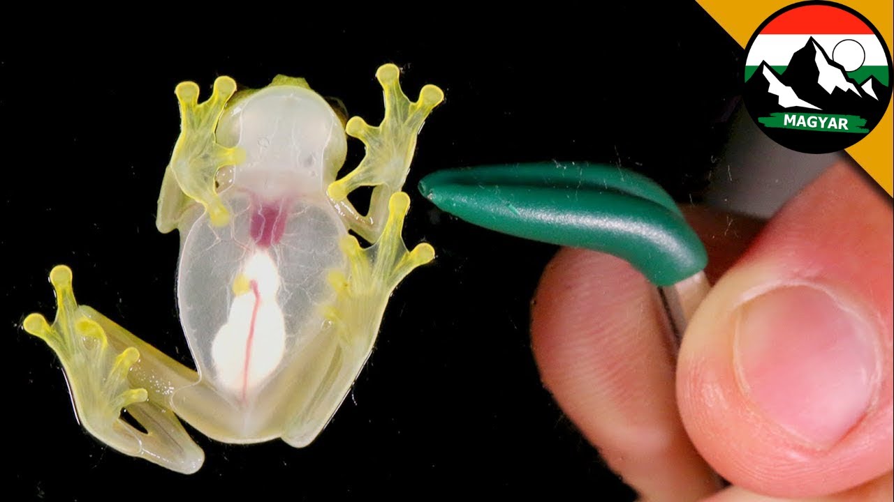 🐸 Vad béka átlátszó testtel | Brave Wilderness Magyar | Ismeretterjesztő videók a vadonról